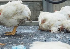Uwaga!! Wysoce zjadliwa grypa ptaków